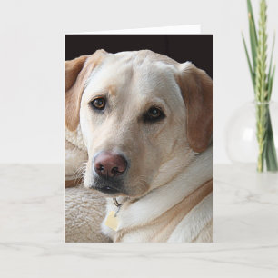 Gult kort för hälsning för Labrador Retriever