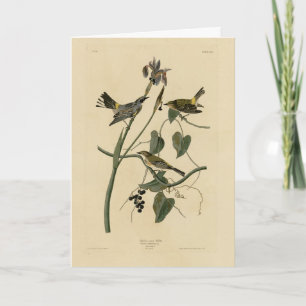 Gult-krona Warbler - Audubon's Birds of America Kort