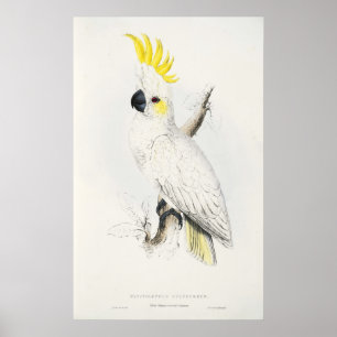 Gult krönad kakaduaaffisch poster