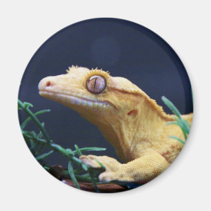Gult krönat vila för Gecko Magnet