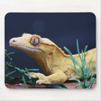 Gult krönat vila för Gecko Musmatta