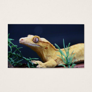 Gult krönat vila för Gecko Visitkort
