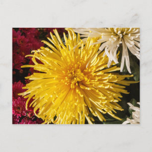 Gult krysanthemum-blommor vykort