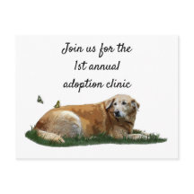 Gult Labrador Blandras vykort