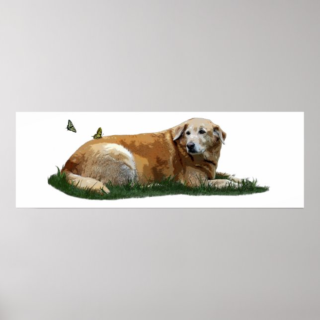 Gult Labrador-Blandrasen Poster (Framsidan)