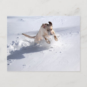 Gult Labrador i Snö Vykort