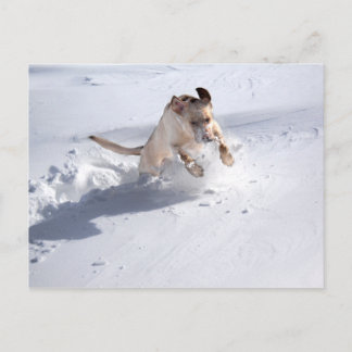 Gult Labrador i Snö Vykort