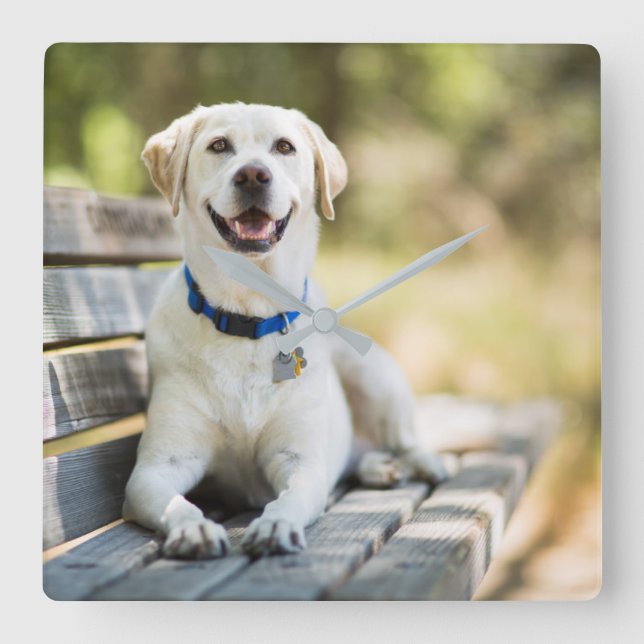 Gult Labrador Lays på Bench Fyrkantig Klocka (Framsida)