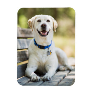 Gult Labrador Lays på Bench Magnet