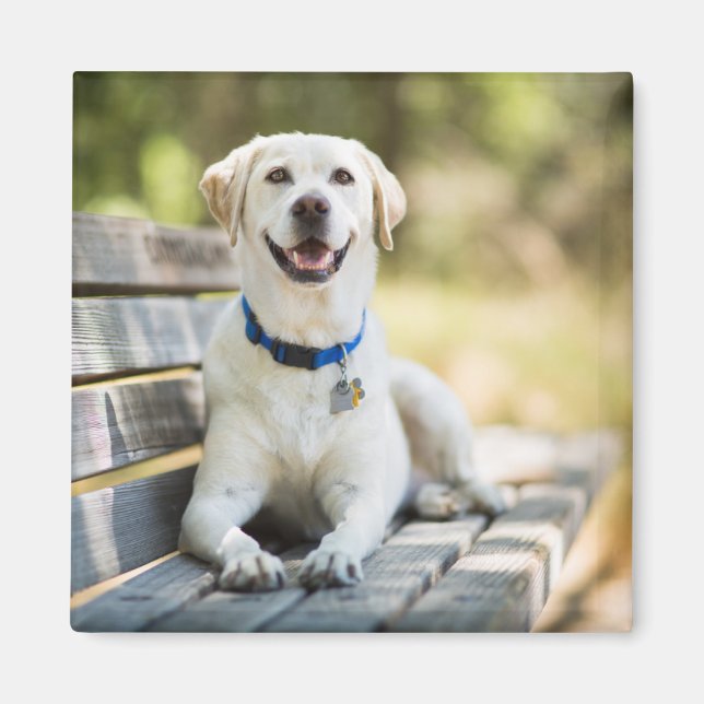 Gult Labrador leker på Bench Magnet (Framsidan)