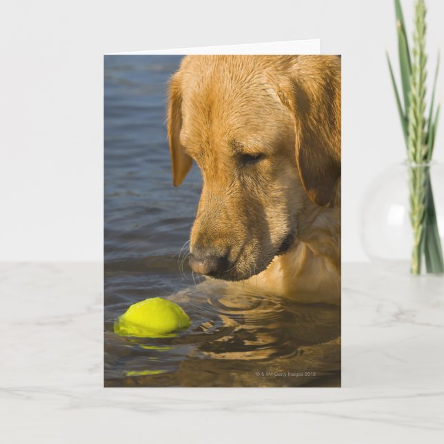Gult labrador med tennis boll i vatten kort (Framsida)