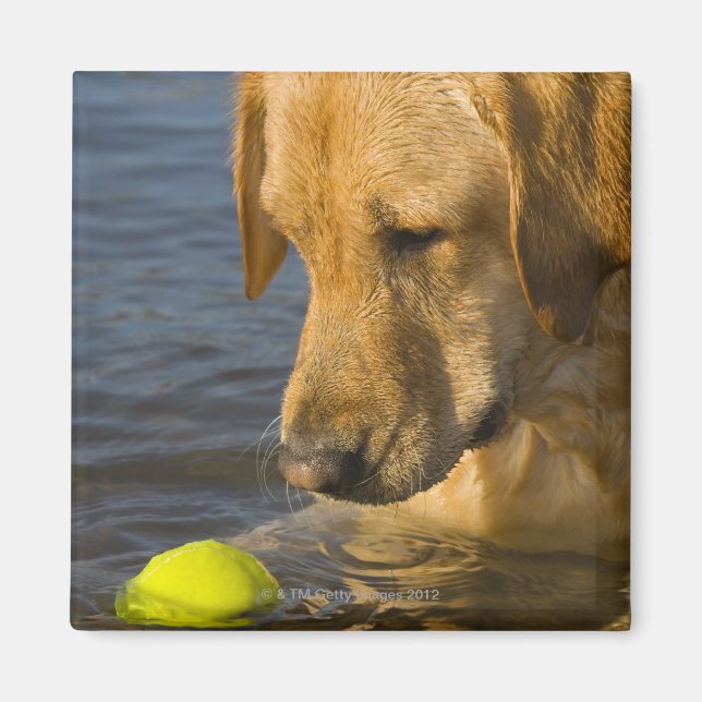 Gult labrador med tennis boll i vatten magnet (Framsidan)