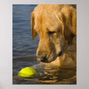 Gult labrador med tennis boll i vatten poster