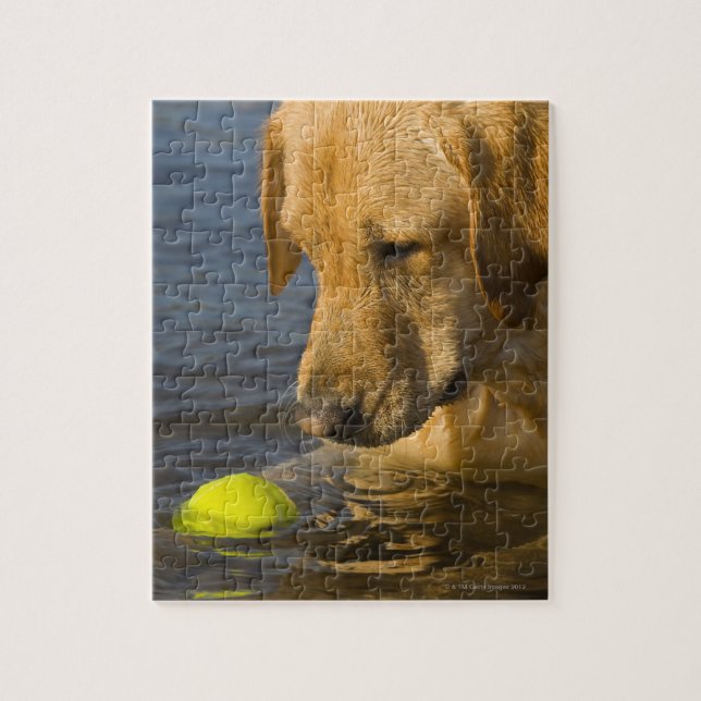 Gult labrador med tennis boll i vatten pussel (Vertikal)