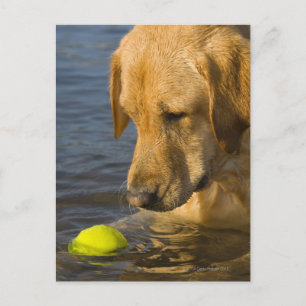 Gult labrador med tennis boll i vatten vykort