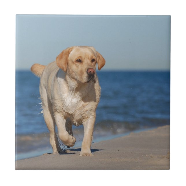 Gult labrador på stranden kakelplatta (Framsidan)
