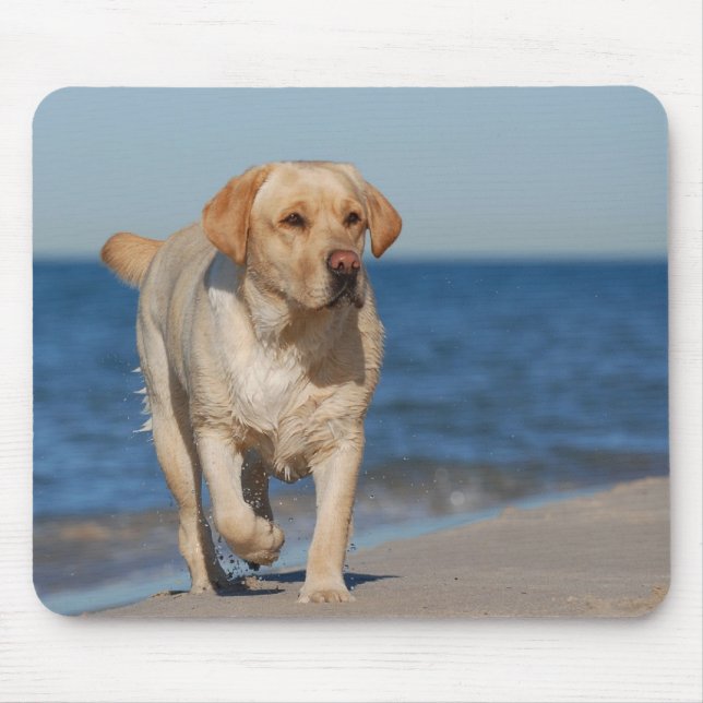 Gult labrador på stranden musmatta (Framsidan)