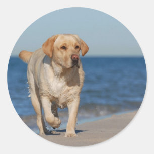 Gult labrador på stranden runt klistermärke