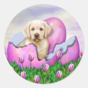 Gult Labrador Påsk Surprise Runt Klistermärke