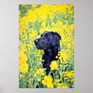 gult Labrador Poster