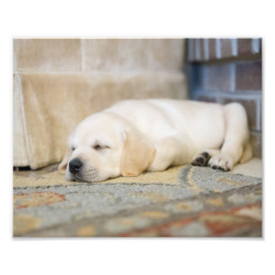Gult Labrador Puppy Photography Print Fototryck
