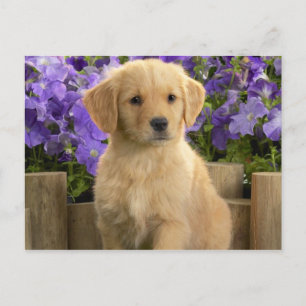 Gult Labrador Puppy Vykort