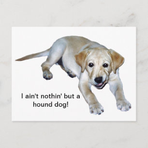 Gult Labrador Puppy-vykort Vykort