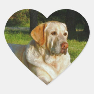 Gult Labrador Retriever Hjärtformat Klistermärke