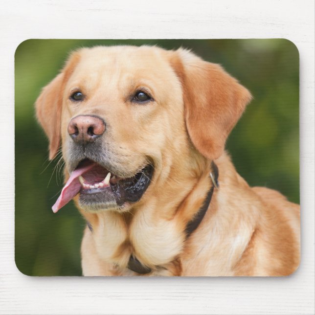 Gult Labrador Retriever Hund - Lab Musmatta (Framsidan)