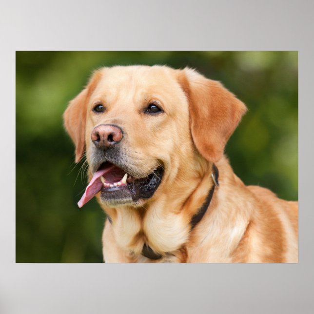 Gult Labrador Retriever Hund - Lab Poster (Framsidan)