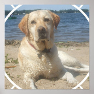 Gult Labrador Retriever-Hund Poster
