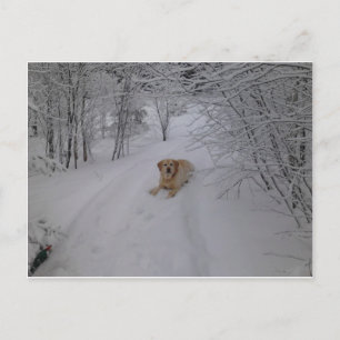 Gult Labrador Retriever Ljugande i färsk vintersn Vykort