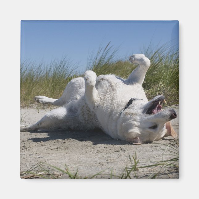 Gult Labrador Retriever Magnet (Framsidan)