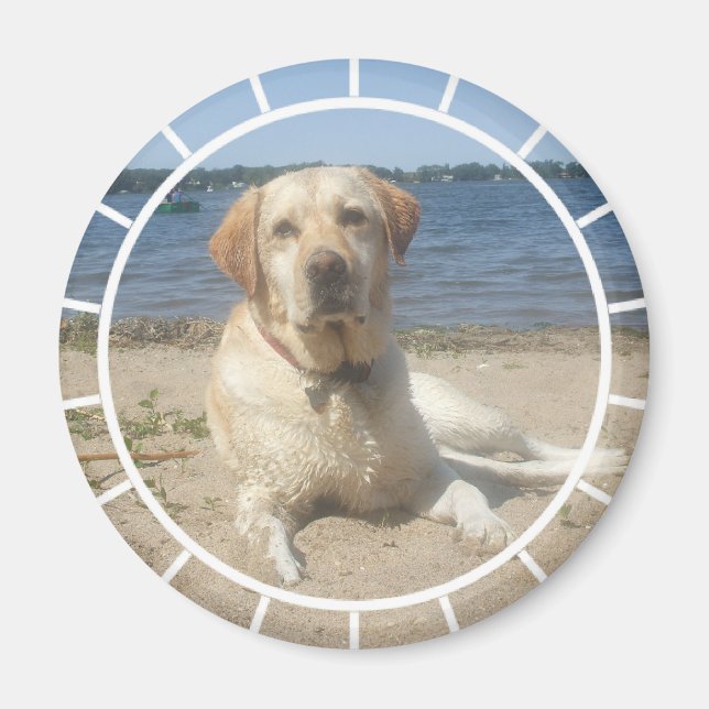 Gult Labrador Retriever Magnet (Framsidan)