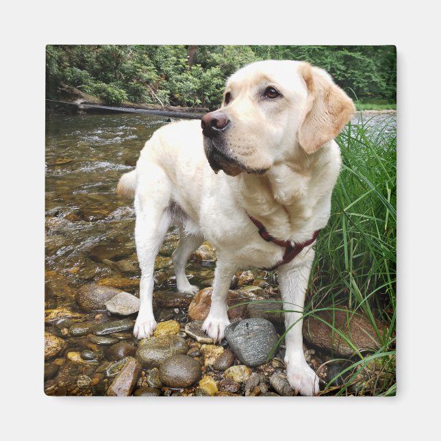 Gult Labrador Retriever Pose Pose Magnet (Framsidan)