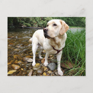 Gult Labrador Retriever Pose Pose Vykort
