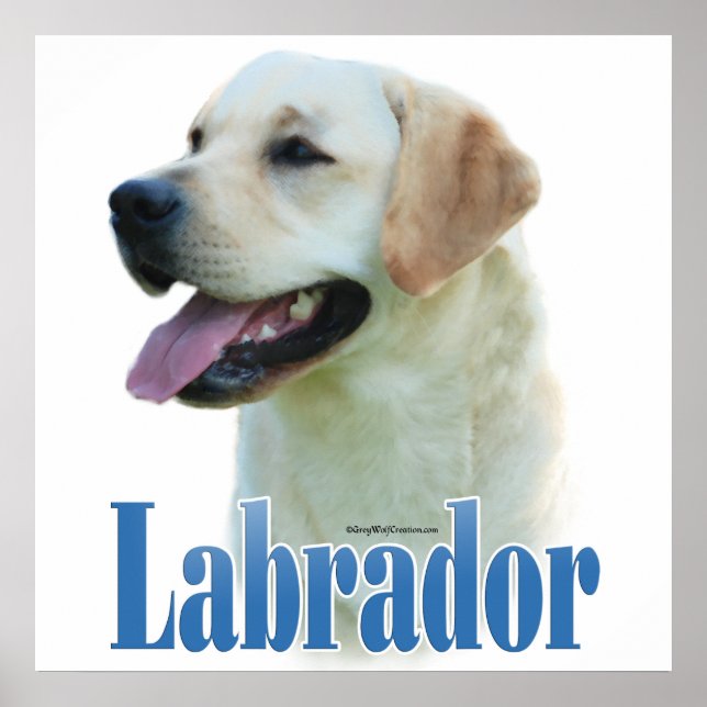 Gult Labrador Retriever Poster (Framsidan)