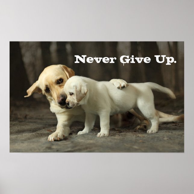 Gult Labrador Retriever Poster (Framsidan)