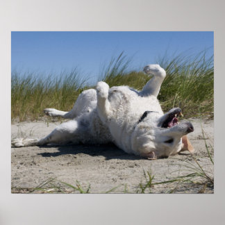 Gult Labrador Retriever Poster