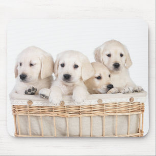 Gult Labrador Retriever Puppies Mousepad Musmatta