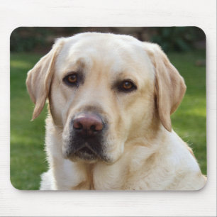 Gult Labrador Retriever Puppy Hund - Grönt Musmatta