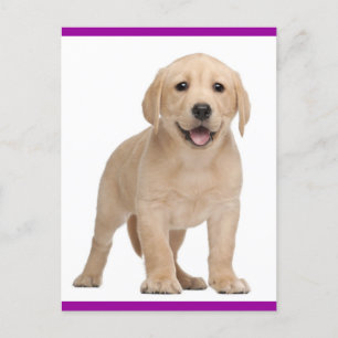 Gult Labrador Retriever Puppy Hund Postcard Vykort