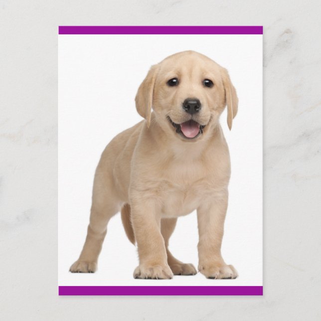 Gult Labrador Retriever Puppy Hund Postcard Vykort (Framsida)