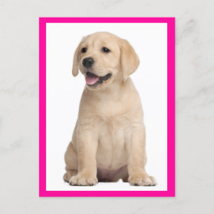 Gult Labrador Retriever Puppy Hund Postcard Vykort