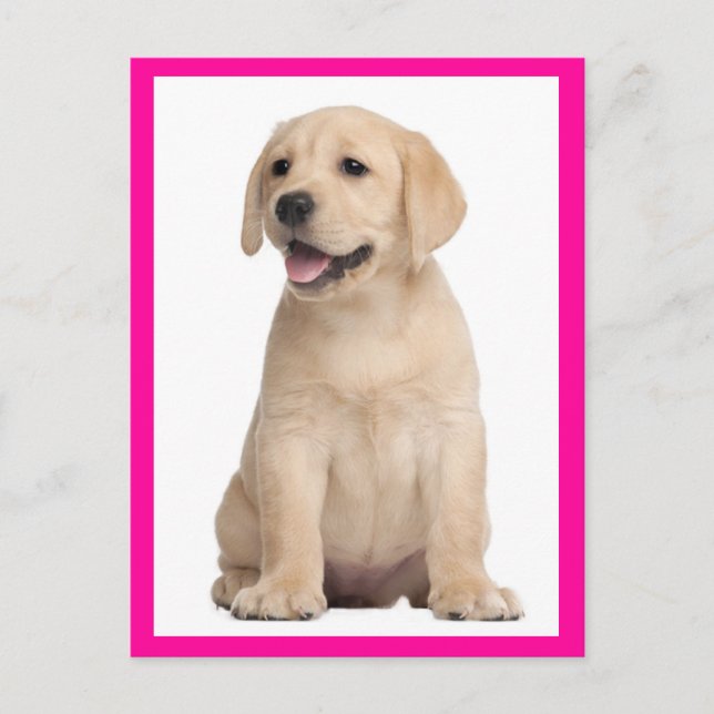 Gult Labrador Retriever Puppy Hund Postcard Vykort (Framsida)