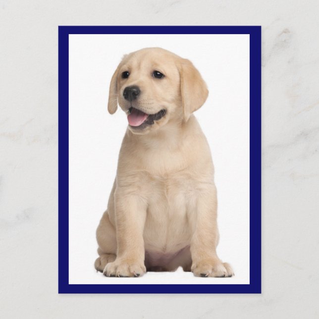 Gult Labrador Retriever Puppy Hund Postcard Vykort (Framsida)