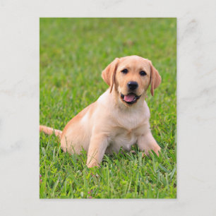 Gult Labrador Retriever Puppy Hund Postcard Vykort