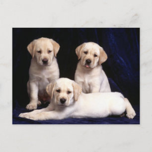 Gult Labrador Retriever Puppy Hund Postcard Vykort