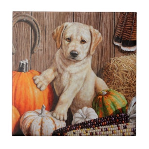 Gult Labrador Retriever Puppy Hund Pumpkin Höst Kakelplatta