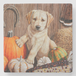 Gult Labrador Retriever Puppy Hund Pumpkin Höst Stenunderlägg